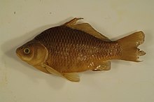 Phenacobius - Wikipedia