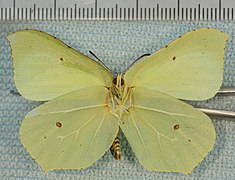 Gonepteryx rhamni-mu.jpg