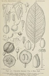 Gonystylus bancanus native to Brunei, Indonesia, and Malaysia: botanical line drawing of detailed anatomy. Gonystylus bancanus.jpg