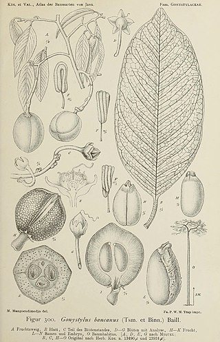 <i>Gonystylus bancanus</i> Species of ramin tree