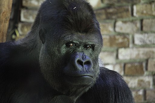 Gorilla in Gaia-Zoo Kerkrade