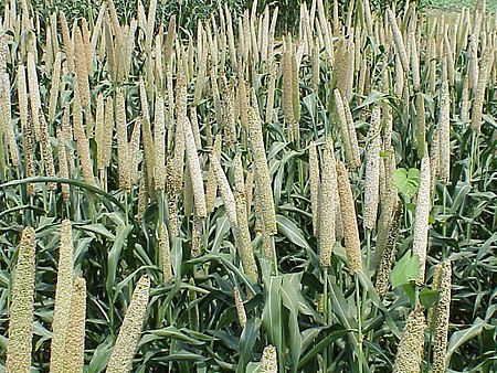 Grain millet, early grain fill, Tifton, 7-3-02.jpg