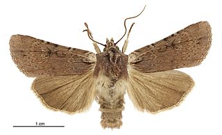 <i>Ichneutica omoplaca</i> Species of moth