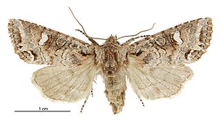 <i>Ichneutica sericata</i> Species of moth