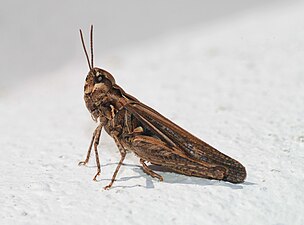 ORTHOPTERA