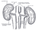 Superficie posteriore dei reni, che mostrano le diverse relazioni con le strutture circostanti.