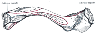 <span class="mw-page-title-main">Subclavian groove</span> Subclavian groove