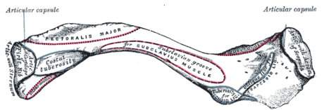 Sulcus musculi subclavii