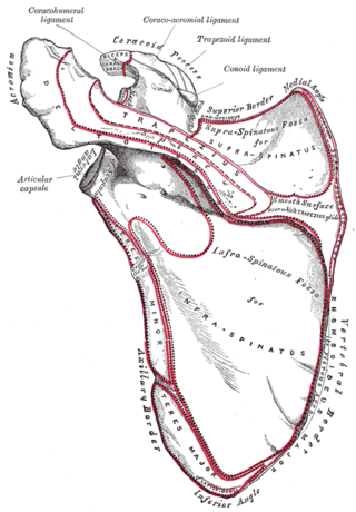 <span class="mw-page-title-main">Ewart's sign</span> Medical condition