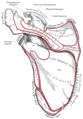 左肩甲骨の背側の面。画像一番下 赤い囲みで TERES MAJOR と書かれている所が、大円筋の付着部位。