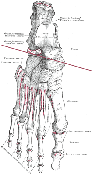 <span class="mw-page-title-main">Transverse tarsal joint</span>