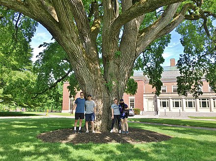 Visitors by the American elm in front of the library (May 2020)