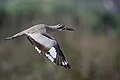 * Nomination Great Thick-Knee in flight. By User:Mildeep --Nirmal Dulal 15:19, 12 February 2024 (UTC) * Promotion  Support Good quality. --Plozessor 05:09, 13 February 2024 (UTC)