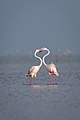 Greater Flamingos together.jpg