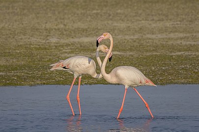 Greater flamingos Phoenicopterus roseus