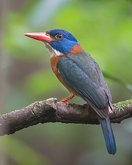 Celebeszi halción (Actenoides monachus)