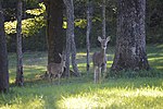 Greenville Township, Somerset County, Pennsylvania