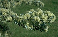 Grevillea argyrophylla.jpg