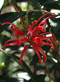 <i>Grevillea monslacana</i> Species of shrub in the family Proteaceae endemic to Victoria, Australia