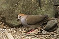 Grey-chested Dove - Rio Tigre - Costa Rica MG 7710 (26434929200).jpg