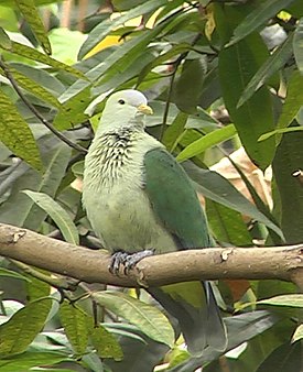 Серо-зелёный пёстрый голубь, (Ptilinopus purpuratus)