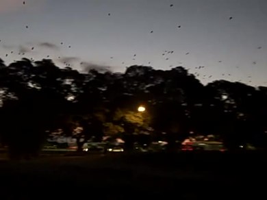 At dusk, cars drive along a road and a siren is heard in the background. Hundreds of silhouettes of flying foxes are visible as they fly over the road.