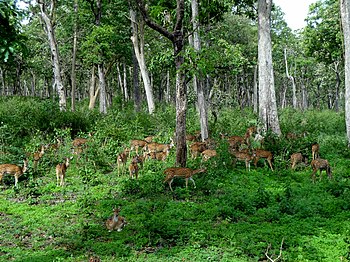 Group of deer.jpg