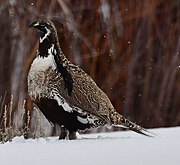 Gunnison Sage Grouse (47460635881) (cropped).jpg