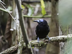 Popis obrázku - Gymnocichla nudiceps - holub korunovaný Antbird.jpg.