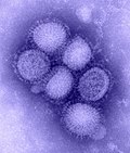 Az influenzát okozó H1N1 vírus