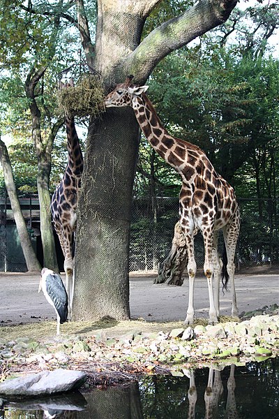 File:Hagenbeck Giraff.jpg