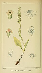 plate 24 Satyrium debile Satyrium retusum