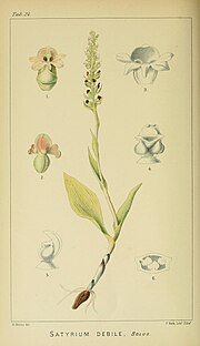 Thumbnail for File:Harry Bolus - Orchids of South Africa - volume I plate 024 (1896).jpg