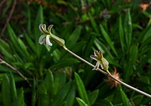 Detail of flowers Haworthia nigra - detail of flowers.jpg