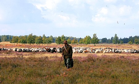 Heidepflege mit Schafen