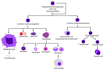 Diagram showing the development of different blood cells from hematopoietic stem cells to mature cells. Hematopoiesis simple.svg