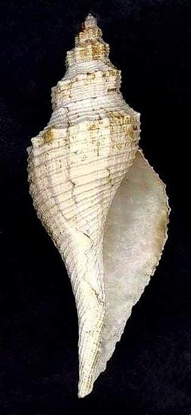 Vista inferior de uma concha de H. colosseus de conformação arredondada, sem o perióstraco.