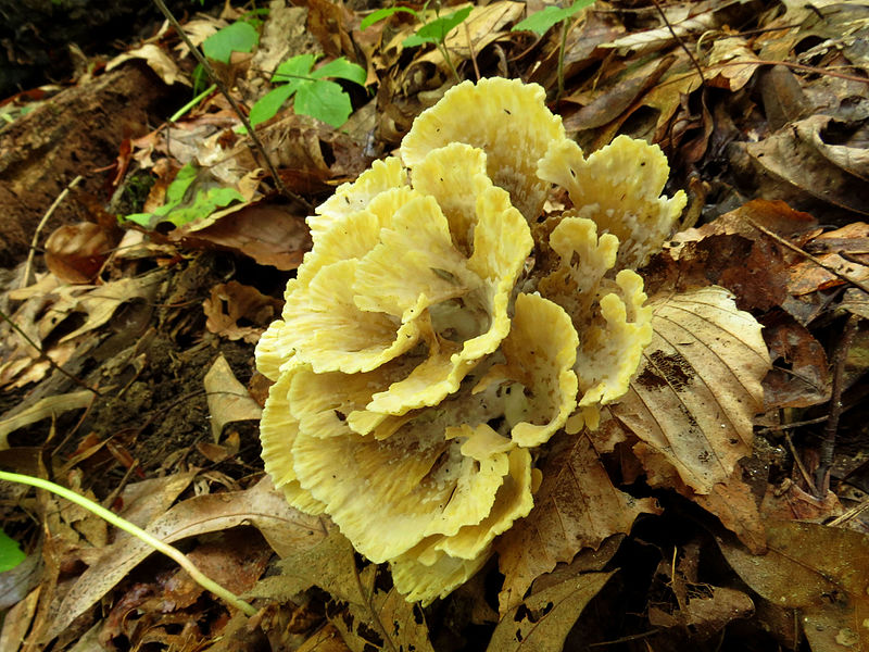 File:Hen of the Woods (22994386446).jpg