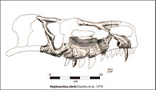 Geptasuchus bosh suyagi B & W.jpg