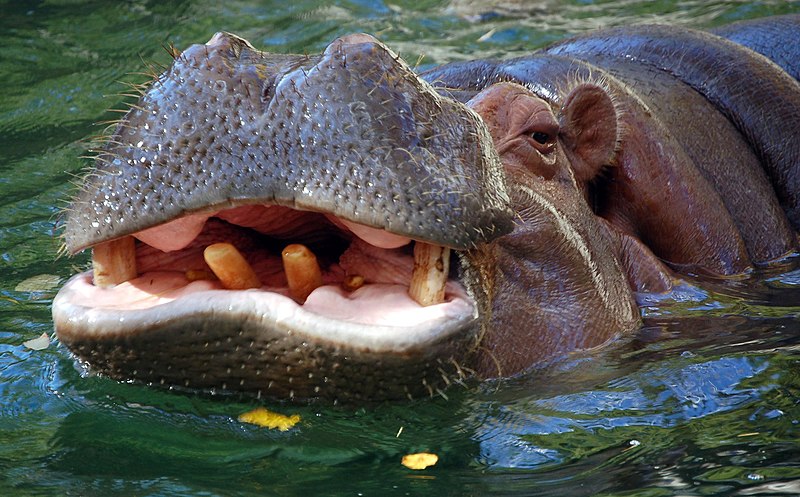 File:Hippo closeup.jpg