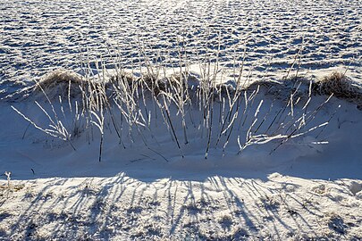 Hoar frost on saplings in a ditch next to Myrstigen