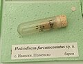en:Holcodiscus furcacostatus sp.n. en:Barremian, Ivanski, Shumen Province at the en:Sofia University "St. Kliment Ohridski" Museum of Paleontology and Historical Geology