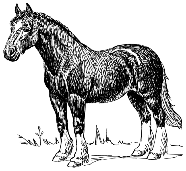 File:Horse (PSF).png