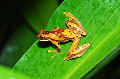 "pantsless" thighs and hourglass pattern Hourglass treefrog or pantless treefrog (Dendropsophus ebraccatus) (9571324538).jpg