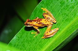 Hourglass treefrog or pantless treefrog (Dendropsophus ebraccatus) (9571324538).jpg