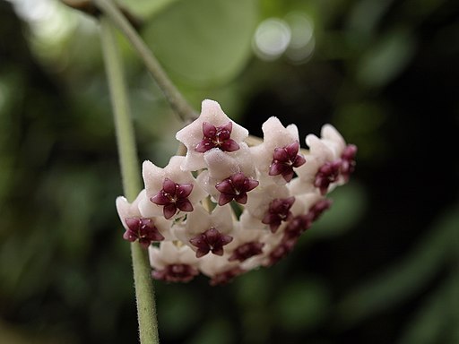 Hoya obovata