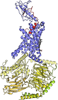 Structure of human calcitonin recptor-Gs complex. The transmembrane calcitonin receptor (blue) is bound to human calcitonin (red) and the Gs complex (yellow). PDB: 7TYO Human calcitonin recptor-Gs complex PDB 7TYO.png