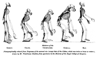 Evolution Change in the heritable characteristics of biological populations over successive generations