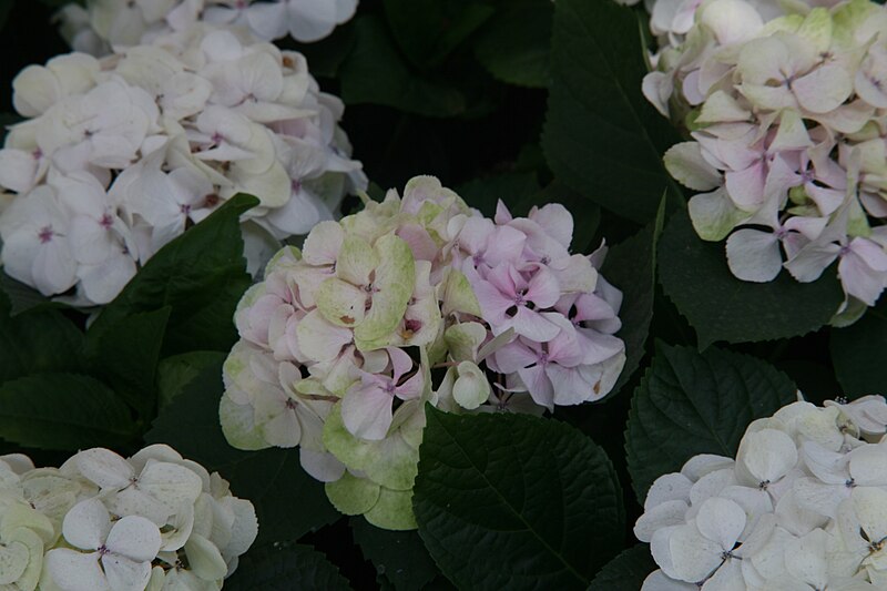 File:Hydrangea macrophylla Regula 1zz.jpg