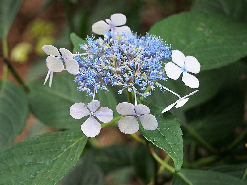 File:Hydrangea serrata 'Bluebird' Hortensja piłkowana 2019-07-20 02.jpg